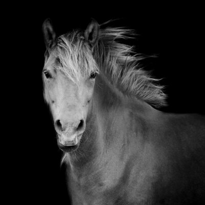 Fototapete Schwarz-weißes muster mit pferd