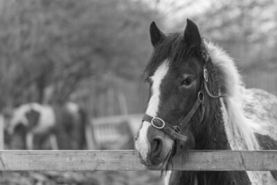 Fototapete Schwarz-weißes muster mit pony