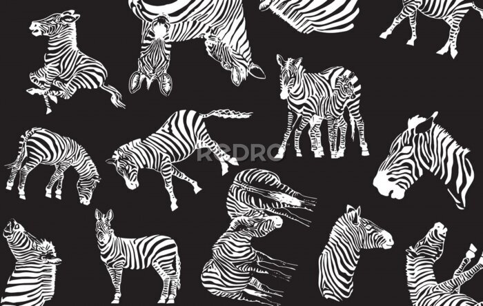 Fototapete Schwarz-weißes Muster mit Zebras