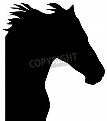 Fototapete Schwarz-weißes pferd