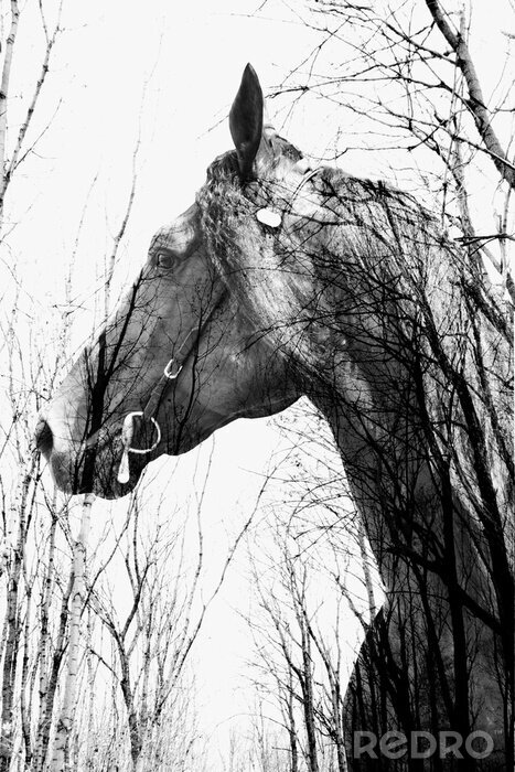 Fototapete Schwarz-weißes Pferd in einem Wald