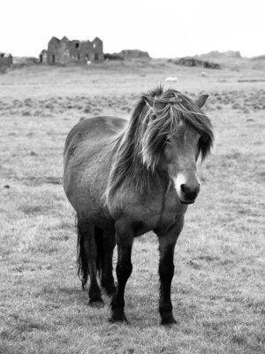 Fototapete Schwarz-weißes pferd mit mähne