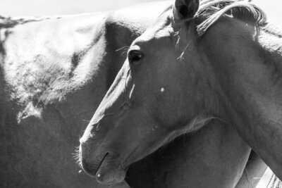 Fototapete Schwarz-weißes pferdeaugen-detail