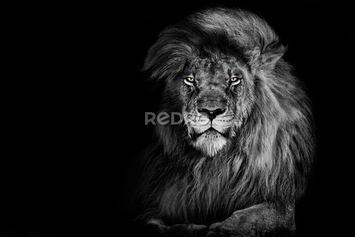 Fototapete Schwarz-weißes Porträt des Königs der Löwen