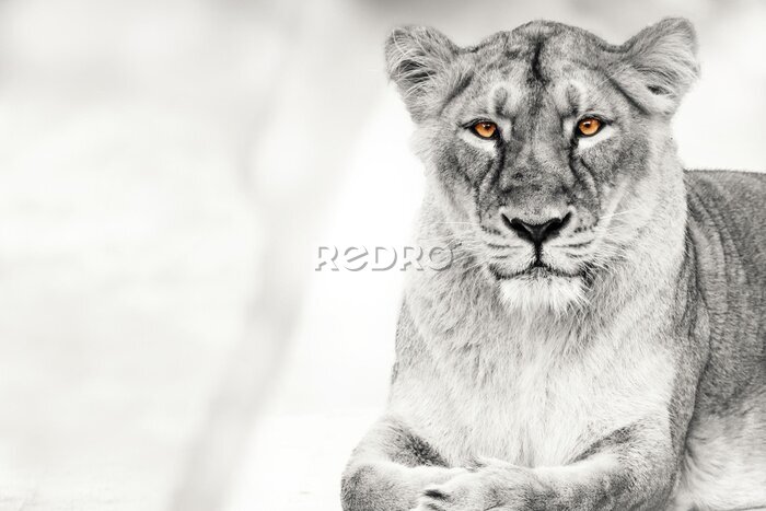 Fototapete Schwarz-weißes Porträt einer Löwin