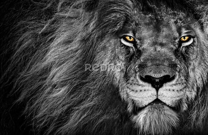 Fototapete Schwarz-weißes Porträt eines Löwen mit gelben Augen