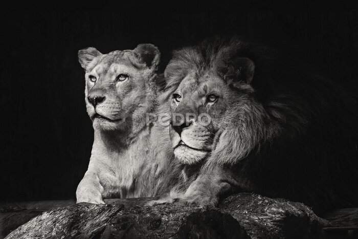 Fototapete Schwarz-weißes Porträt eines Löwenpaares