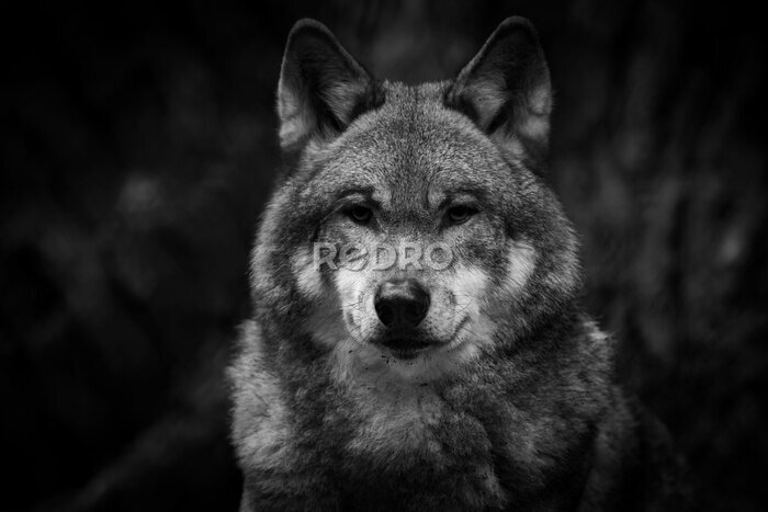 Fototapete Schwarz-weißes Porträt eines Wolfes im Wald