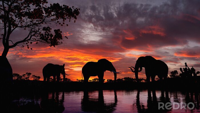 Fototapete Schwarze Bilder von Elefanten