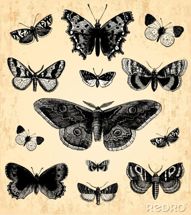 Fototapete Schwarze Bilder von Schmetterlingen und Nachtfaltern