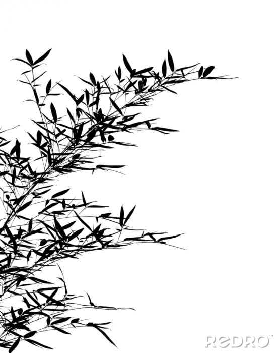 Fototapete Schwarze Blätter von Bambus auf weißem Hintergrund