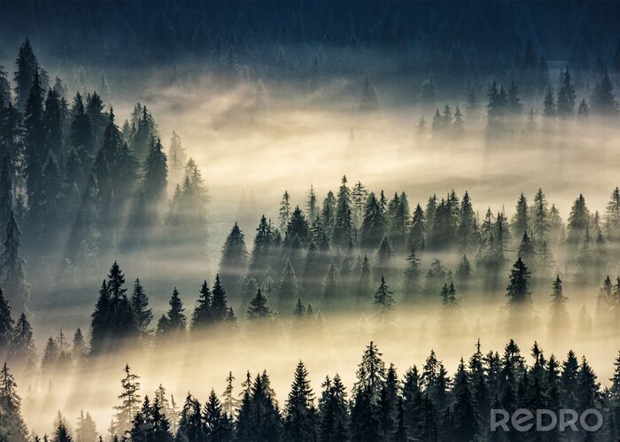 Fototapete Schwarze, in gelblichen nebel gehüllte bäume