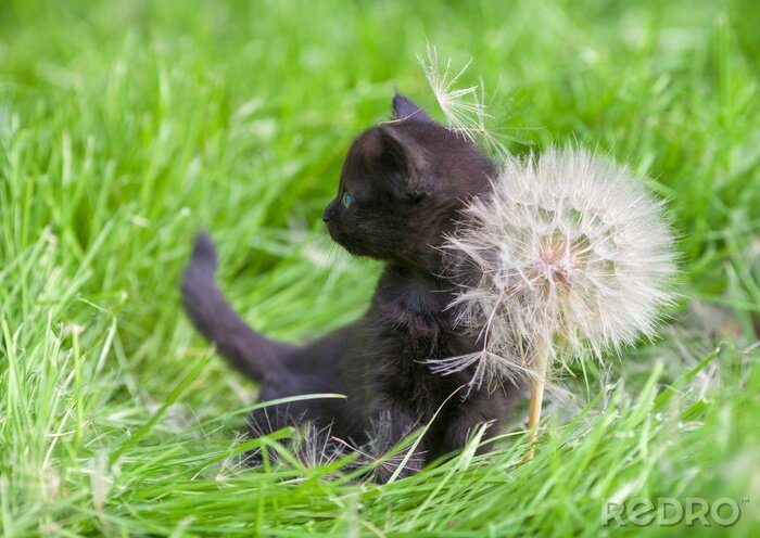 Fototapete Schwarze Katze auf grünem Gras