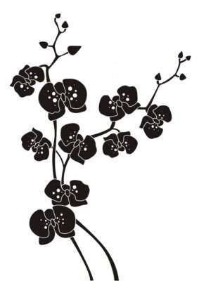 Schwarze Orchidee auf weißem Hintergrund