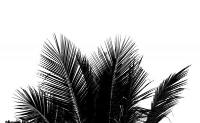 Schwarze Palmenblätter mit schlanken Formen