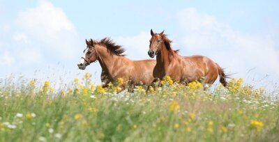 Fototapete Schwarze pferde in blumen