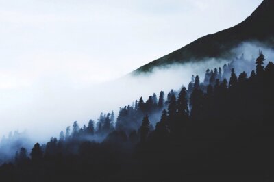 Fototapete Schwarze silhouetten von bäumen im nebel