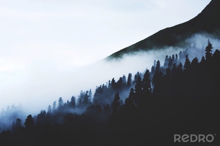 Fototapete Schwarze silhouetten von bäumen im nebel