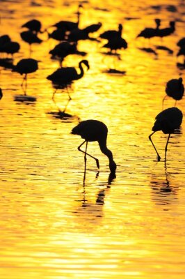 Fototapete Schwarze Silhouetten von Flamingos