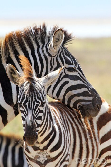 Fototapete Schwarze und weiße Tiere von Safari