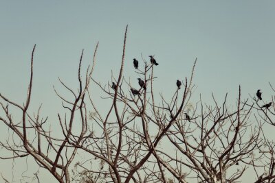 Fototapete Schwarze Vögel auf Zweigen