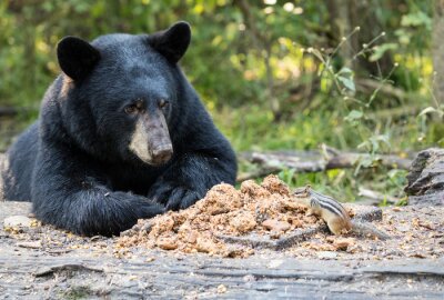 Schwarzer Bär im Wald