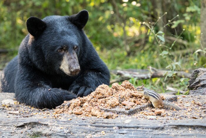 Fototapete Schwarzer Bär im Wald