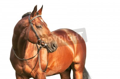 Fototapete Schwarzer hengst vor einem hellen hintergrund