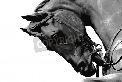 Fototapete Schwarzer hengst vor einem hellen hintergrund