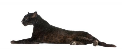 Fototapete Schwarzer Leopard auf weißem Hintergrund