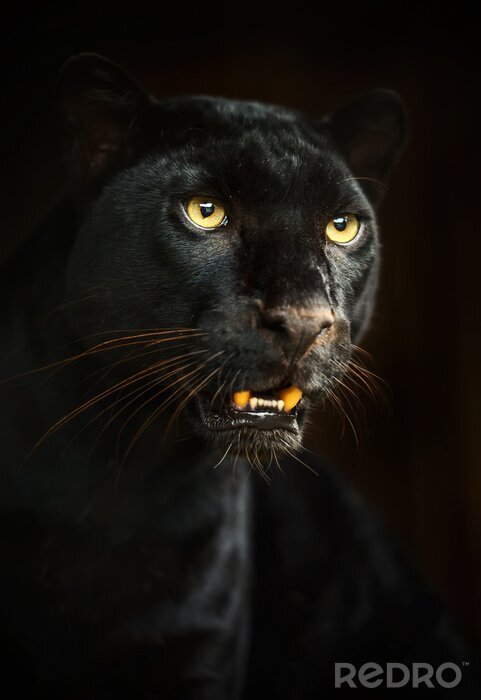 Fototapete Schwarzer Leopard mit gelben Augen