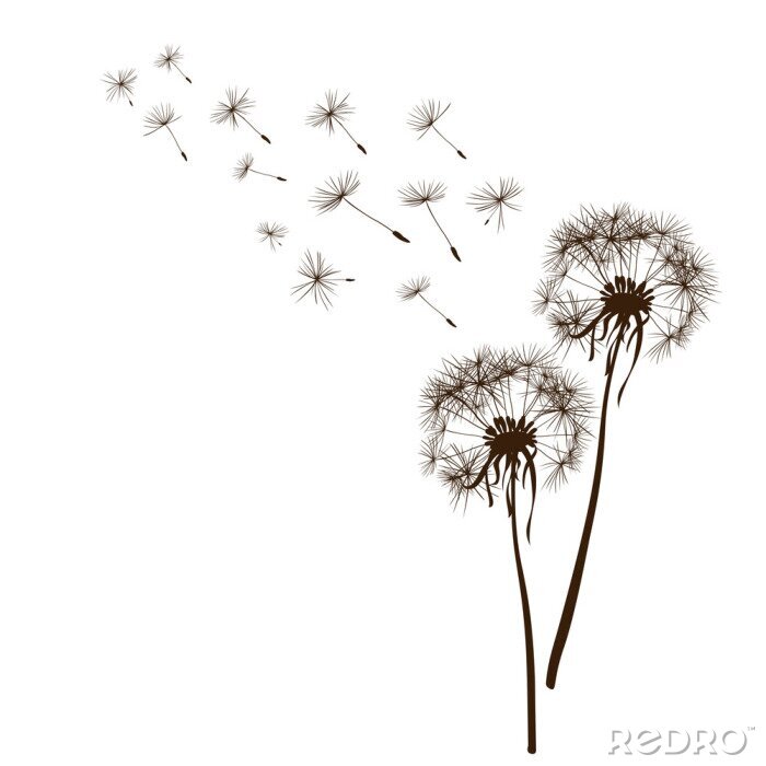 Fototapete Schwarzer Löwenzahn mit Samen