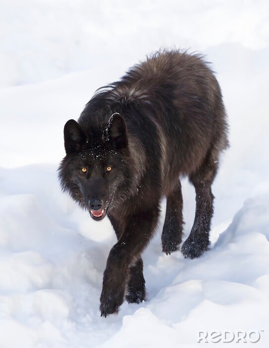 Fototapete Schwarzer Wolf im Schnee