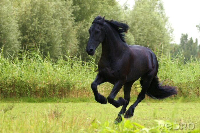 Fototapete Schwarzes Pferd auf der Wiese
