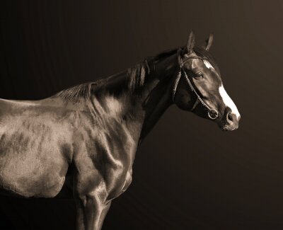 Fototapete Schwarzes pferd auf dunklem hintergrund
