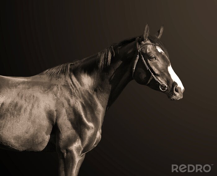 Fototapete Schwarzes pferd auf dunklem hintergrund