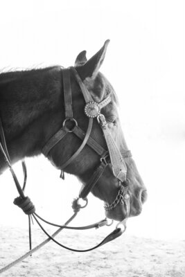 Fototapete Schwarzes pferd auf weißem hintergrund