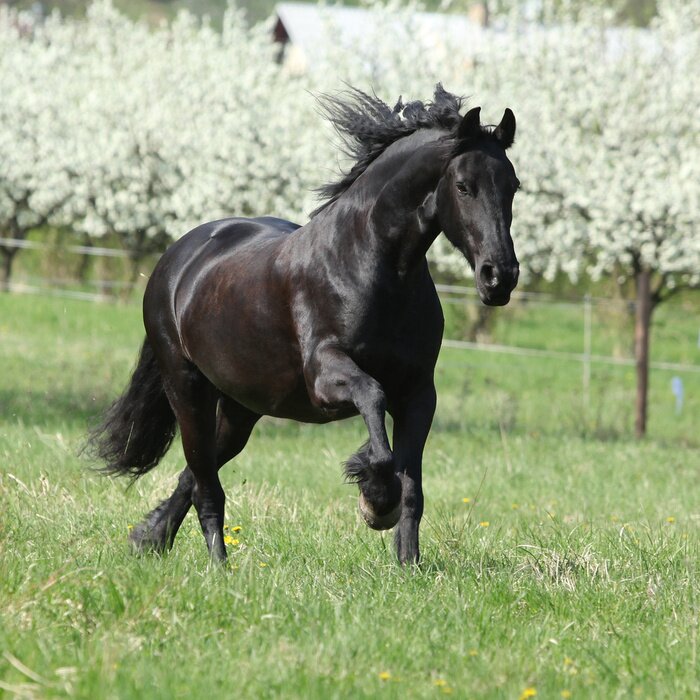 Fototapete Schwarzes pferd im hintergrund der bäume