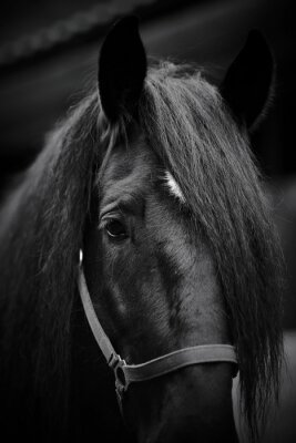 Fototapete Schwarzes pferd mit zaumzeug
