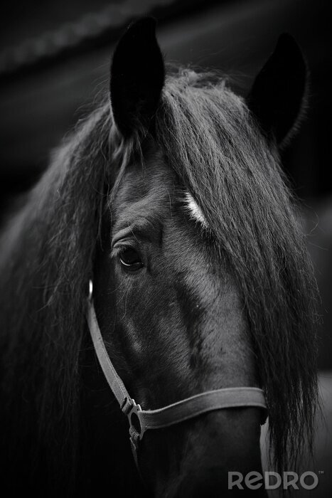 Fototapete Schwarzes pferd mit zaumzeug
