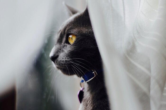 Fototapete Schwarzes Tier auf weißem Hintergrund