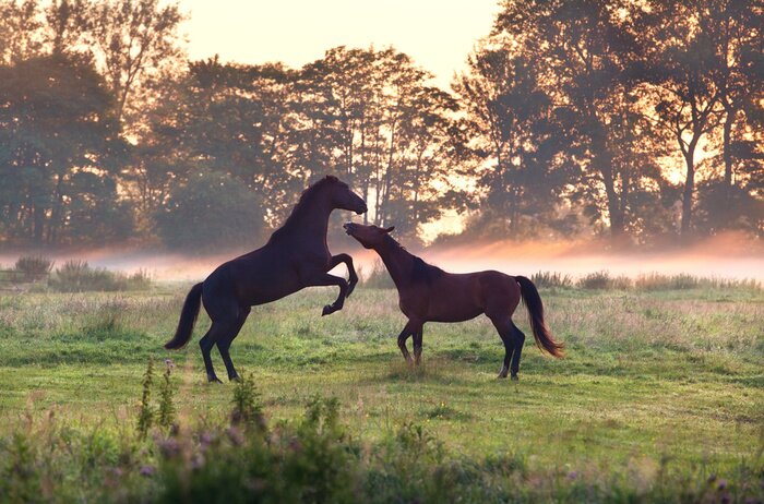 Fototapete Schwarzes Tier vor dem Hintergrund des Nebels
