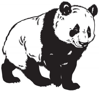 Fototapete Schwarzweißer panda