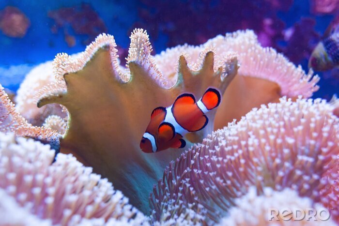 Fototapete Schwimmender Fisch inmitten des Korallenriffs