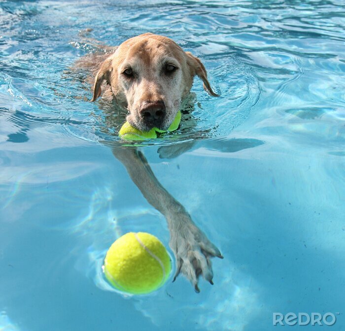 Fototapete Schwimmender Hund mit gelbem Ball