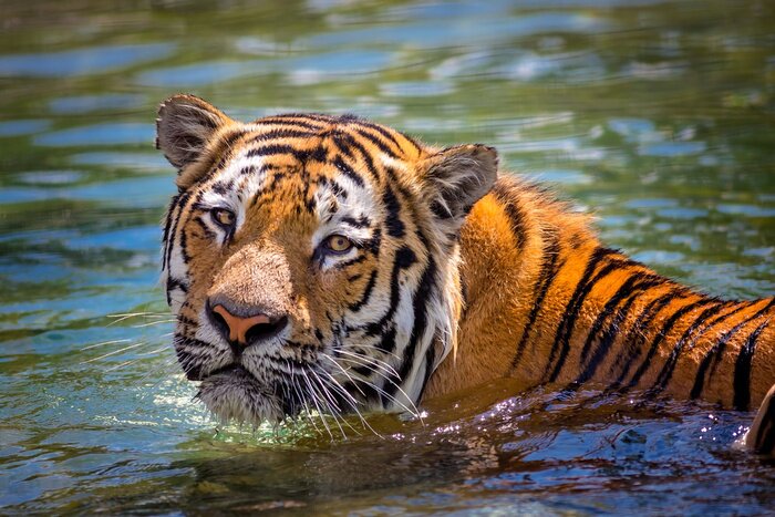 Fototapete Schwimmender tiger im wasser