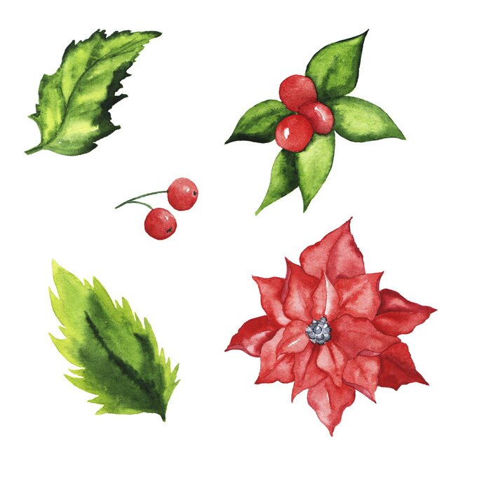 Fototapete Se von Weihnachtswinterblättern, -beeren und -blumen lokalisiert auf weißem Hintergrund. Hand gezeichnete Aquarellillustration.