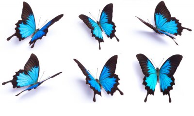 Sechs blaue Schmetterlinge mit exotischen Formen
