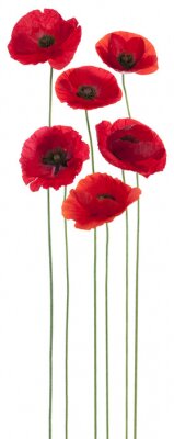 Sticker Sechs Blüten an langen Stielen