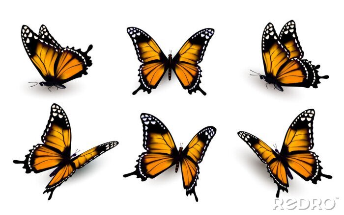 Fototapete Sechs orangefarbene Schmetterlinge in verschiedenen Positionen